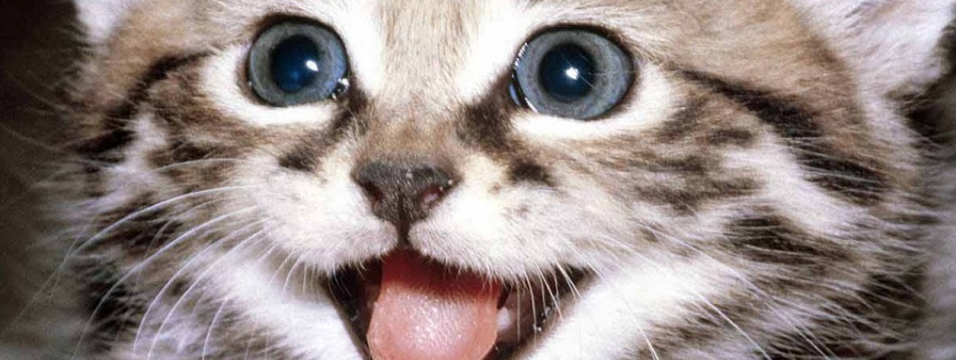 Making Your Cat Happy : 10 Tips