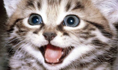 Making Your Cat Happy : 10 Tips
