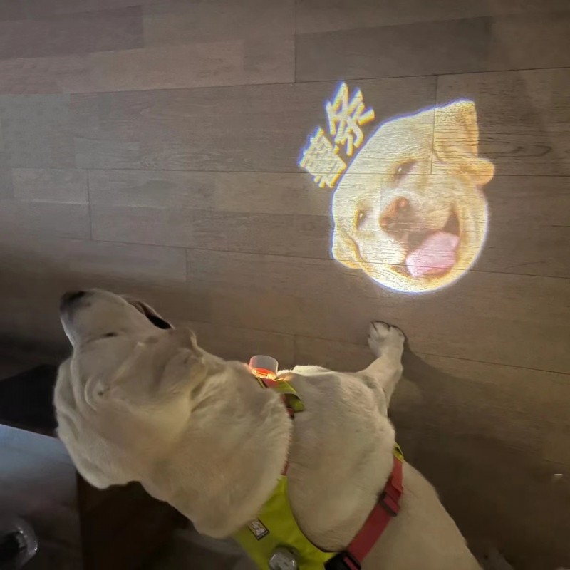 Custom Dog / Cat Collar Light, Pet Social Light, LED Rechargeable Collar Light, Projection Light With Pet's Photo
